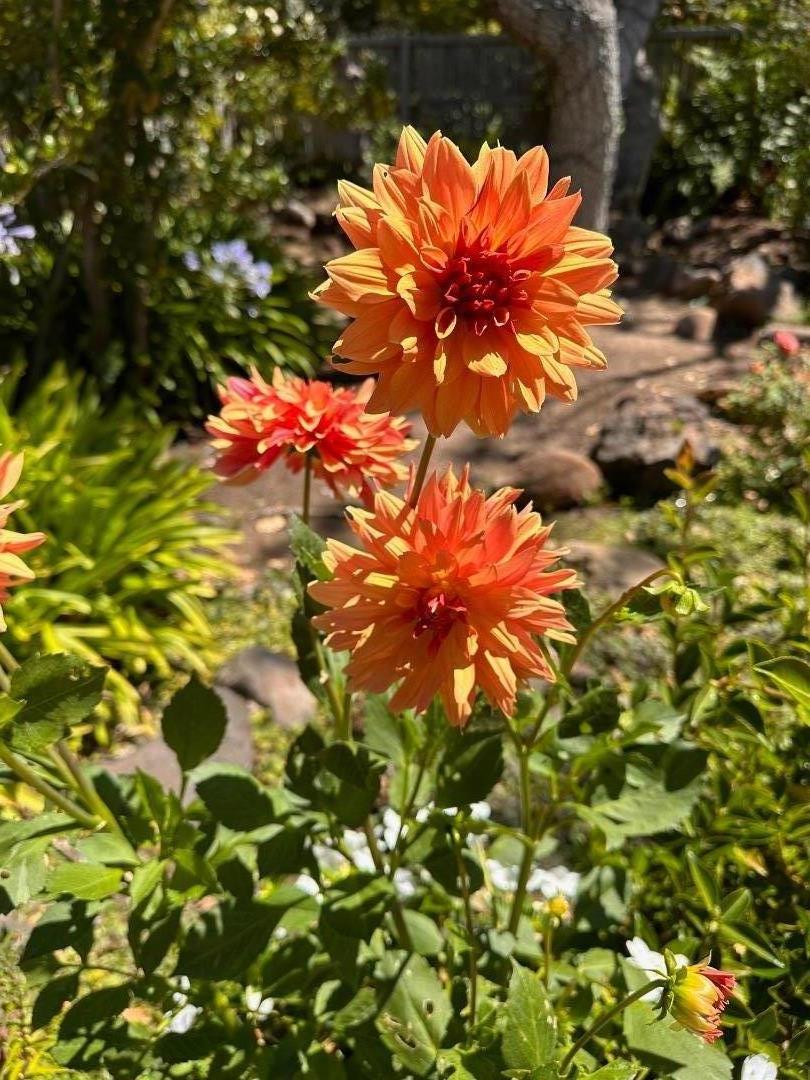 Detail Gallery Image 22 of 26 For 578 Cresta Vista Ln, Portola Valley,  CA 94028 - 3 Beds | 3/1 Baths