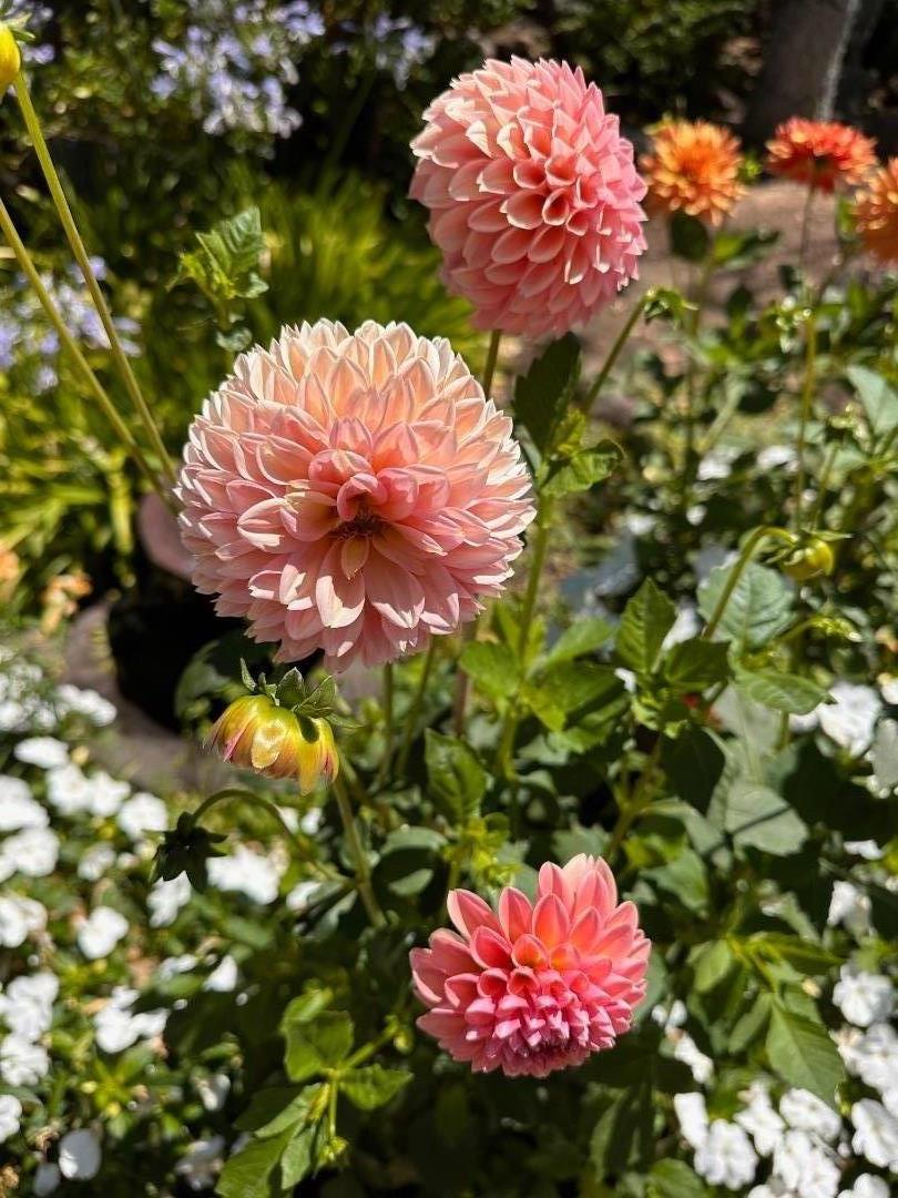 578 CRESTA VISTA Lane, Portola Valley, CA, 94028