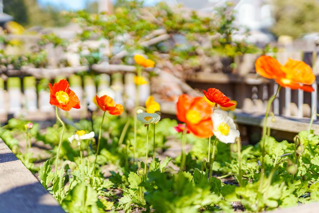 Detail Gallery Image 97 of 97 For 214 Fairmount Ave, Santa Cruz,  CA 95062 - 2 Beds | 2 Baths