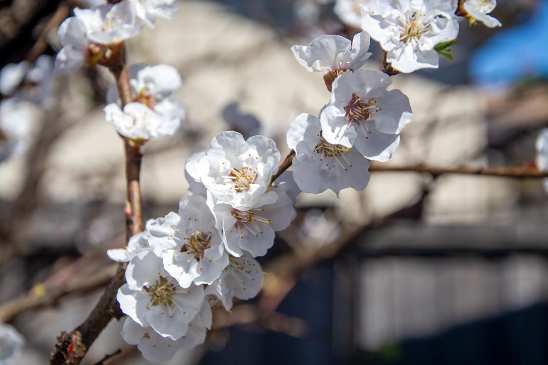 Detail Gallery Image 25 of 42 For 225 Mount Hermon Rd 19a,  Scotts Valley,  CA 95066 - 2 Beds | 2 Baths