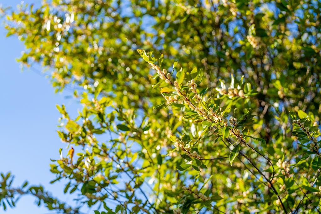 Detail Gallery Image 54 of 63 For 11891 Brookglen Dr, Saratoga,  CA 95070 - 3 Beds | 2/1 Baths