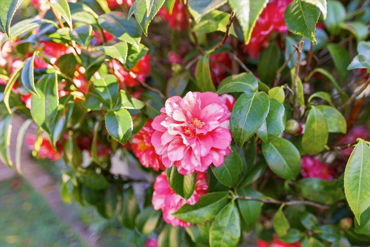 Detail Gallery Image 39 of 50 For 20483 Glen Brae Dr, Saratoga,  CA 95070 - 5 Beds | 3 Baths