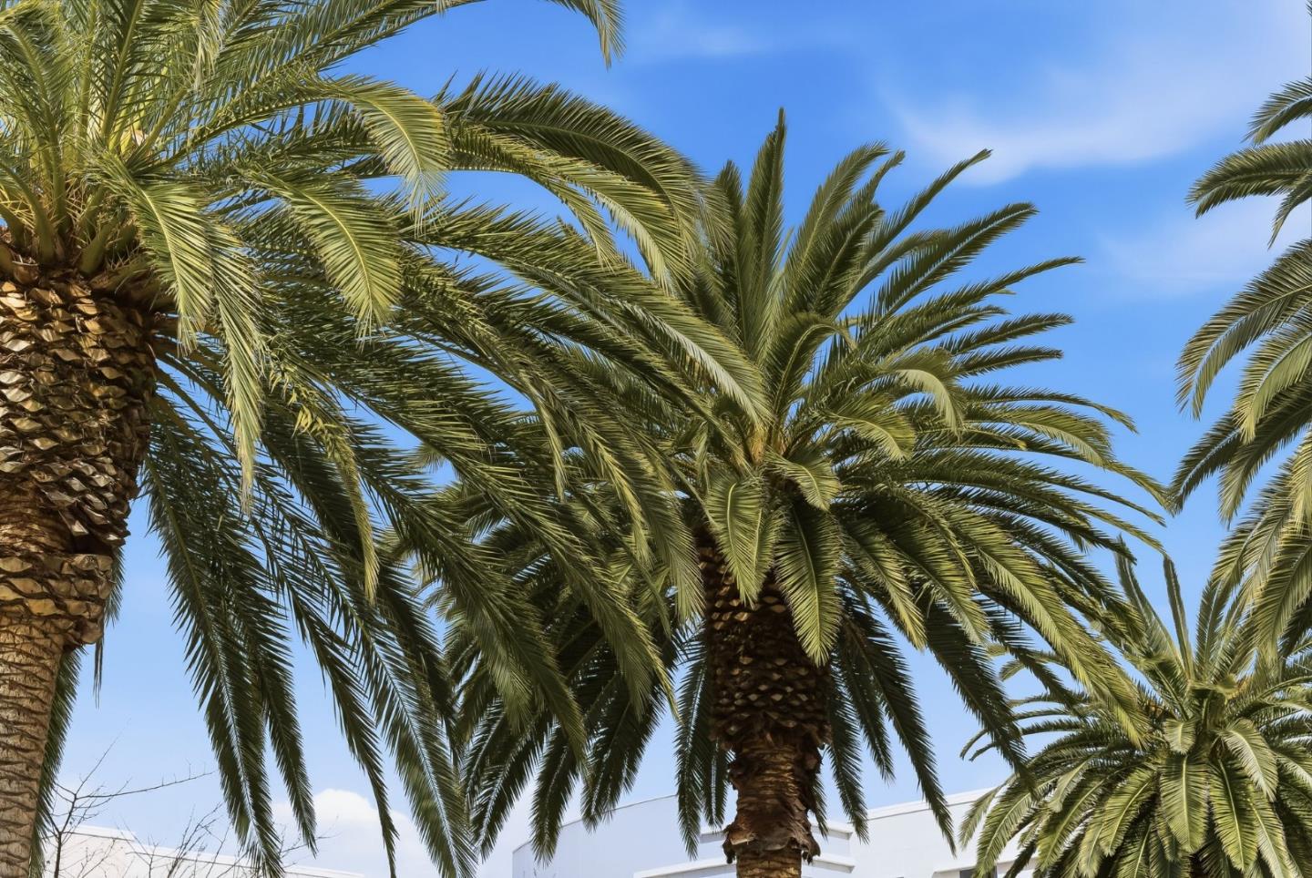 Photo #38: ML82037491 Listing: Photo #38