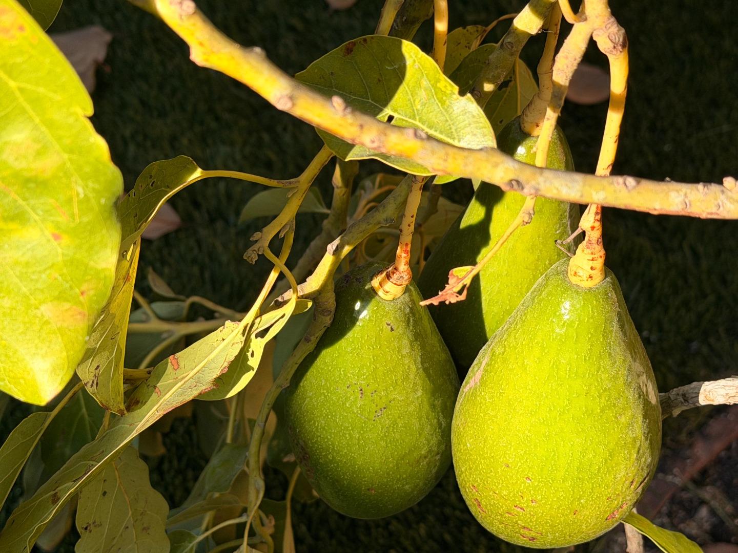 Detail Gallery Image 23 of 27 For 2121 Francis Ave, Santa Clara,  CA 95051 - 4 Beds | 3 Baths