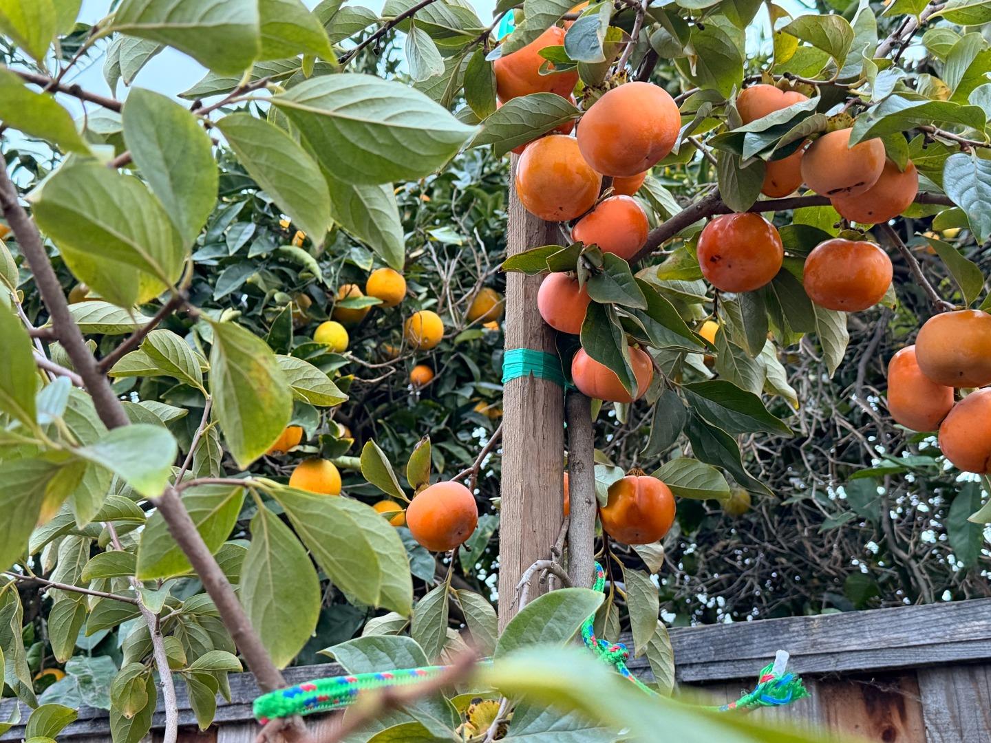 Detail Gallery Image 24 of 27 For 2121 Francis Ave, Santa Clara,  CA 95051 - 4 Beds | 3 Baths