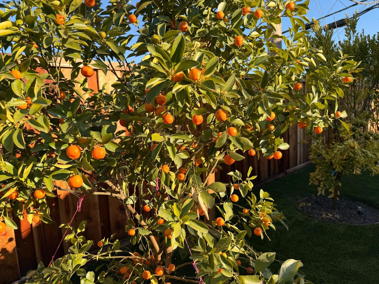 Detail Gallery Image 26 of 27 For 2121 Francis Ave, Santa Clara,  CA 95051 - 4 Beds | 3 Baths