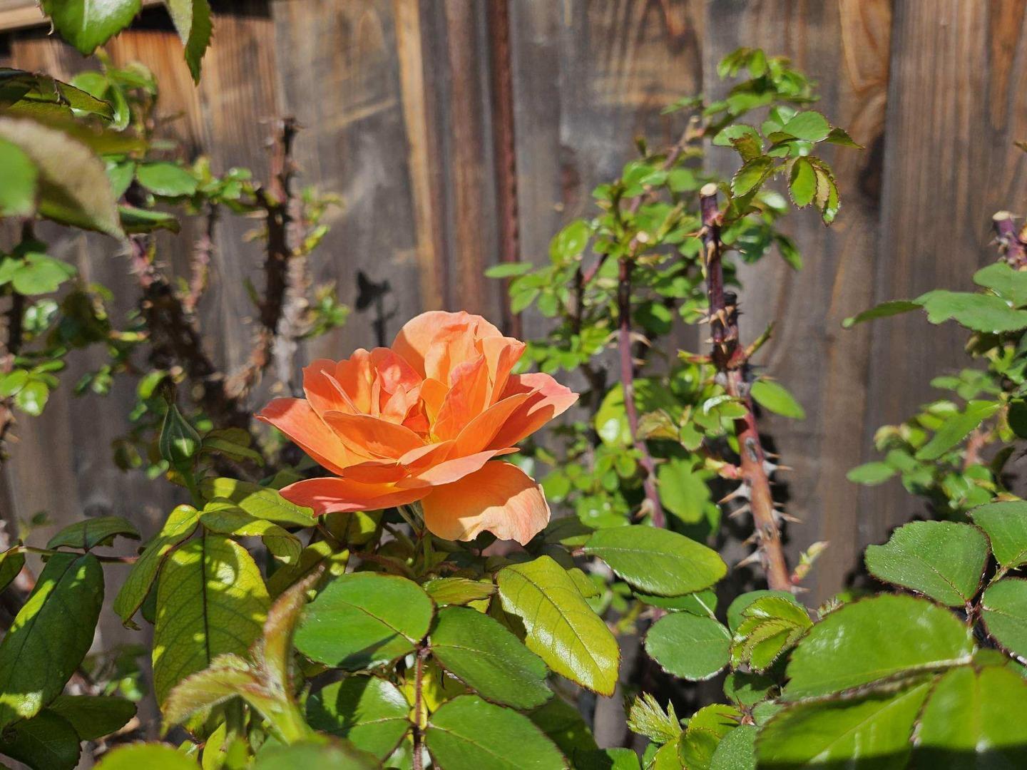 Detail Gallery Image 41 of 50 For 4426 Desin Dr, San Jose,  CA 95118 - 3 Beds | 2 Baths