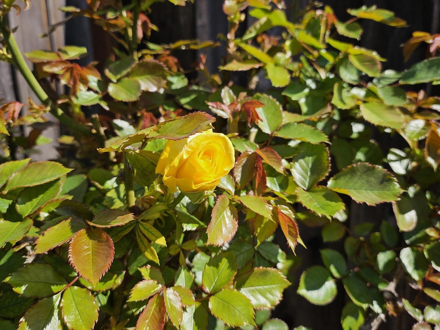 Detail Gallery Image 42 of 50 For 4426 Desin Dr, San Jose,  CA 95118 - 3 Beds | 2 Baths