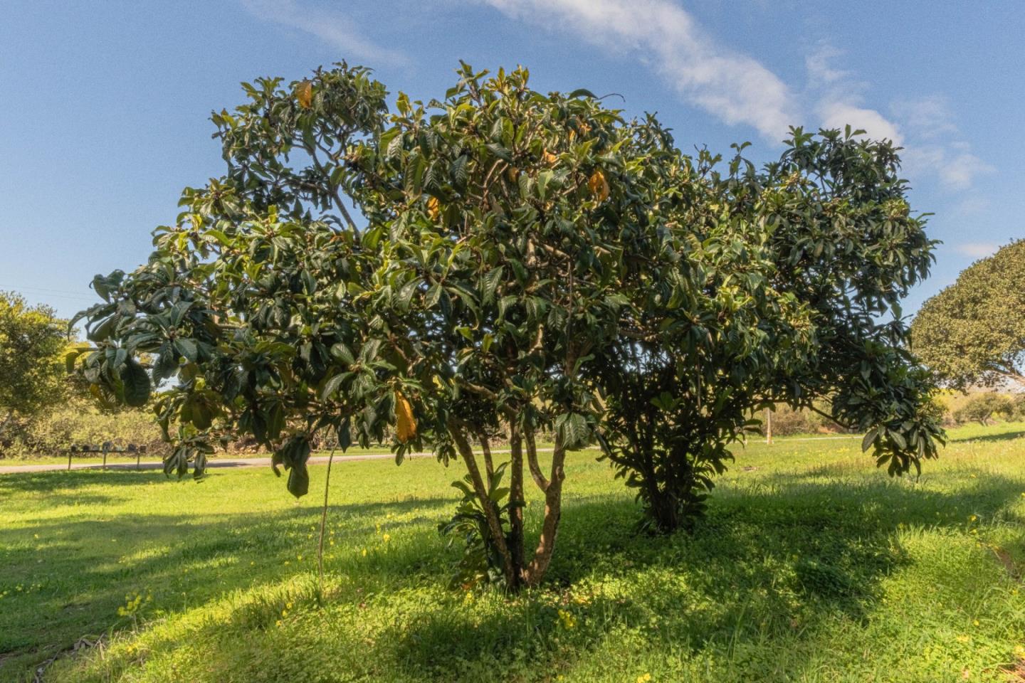 Detail Gallery Image 5 of 16 For 16787 Blackie Rd, Salinas,  CA 93907 - – Beds | – Baths