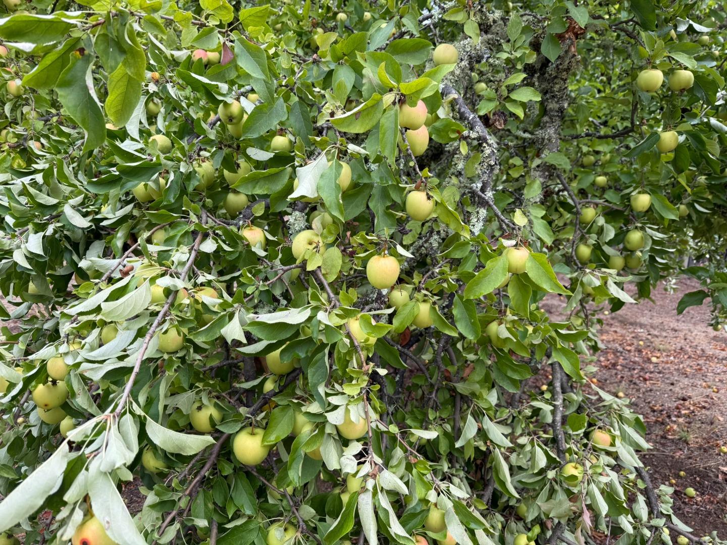 Detail Gallery Image 66 of 76 For 24854 Skyland Rd, Los Gatos,  CA 95033 - 3 Beds | 2 Baths