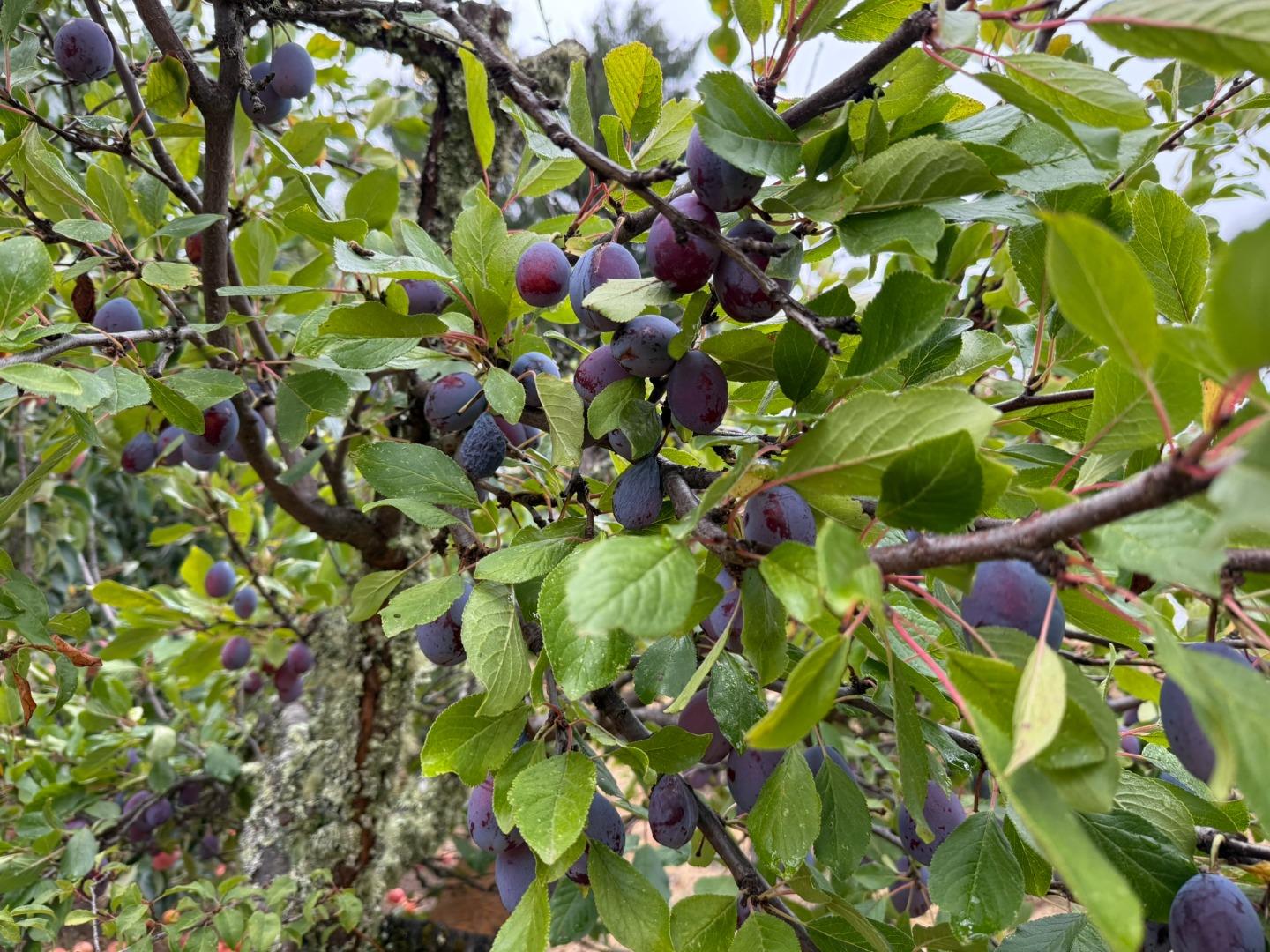 Detail Gallery Image 68 of 76 For 24854 Skyland Rd, Los Gatos,  CA 95033 - 3 Beds | 2 Baths