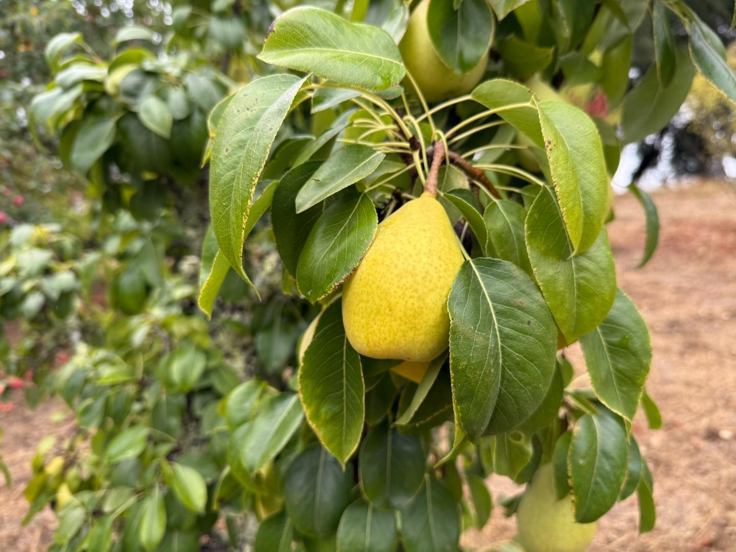 Detail Gallery Image 70 of 76 For 24854 Skyland Rd, Los Gatos,  CA 95033 - 3 Beds | 2 Baths