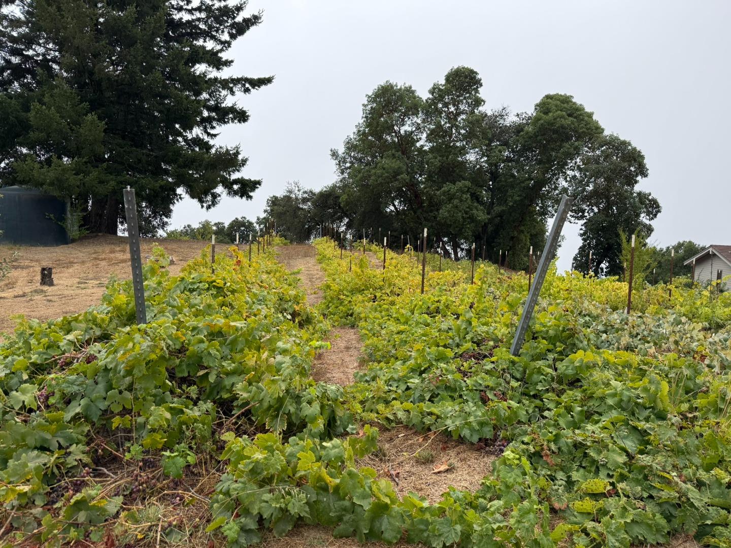 Detail Gallery Image 72 of 76 For 24854 Skyland Rd, Los Gatos,  CA 95033 - 3 Beds | 2 Baths