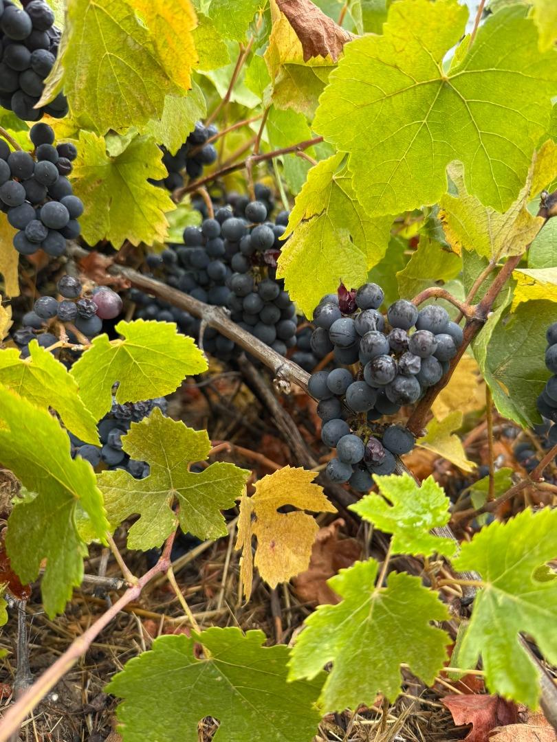 Detail Gallery Image 73 of 76 For 24854 Skyland Rd, Los Gatos,  CA 95033 - 3 Beds | 2 Baths