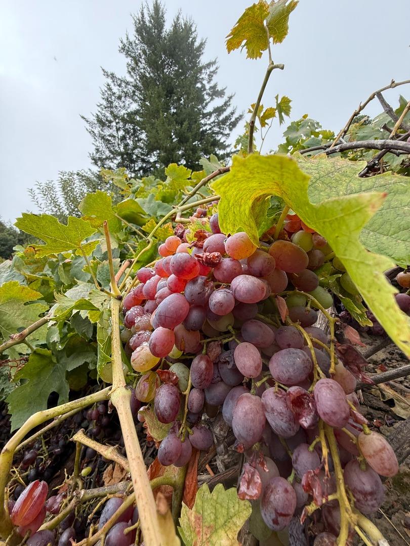 Detail Gallery Image 75 of 76 For 24854 Skyland Rd, Los Gatos,  CA 95033 - 3 Beds | 2 Baths