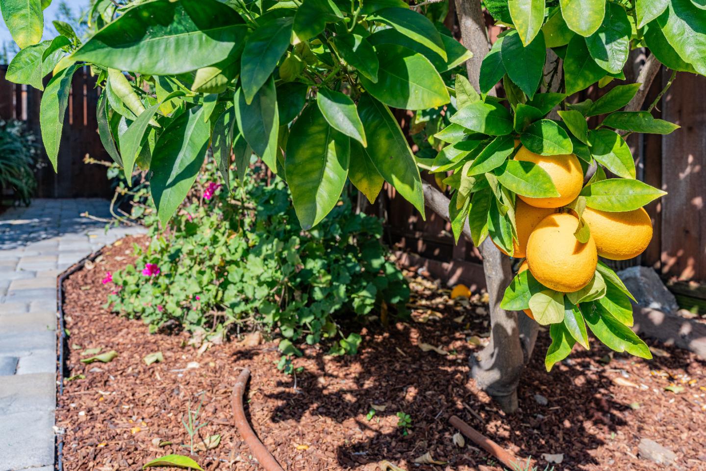 Detail Gallery Image 49 of 60 For 1452 La Crosse Dr, Sunnyvale,  CA 94087 - 4 Beds | 2 Baths