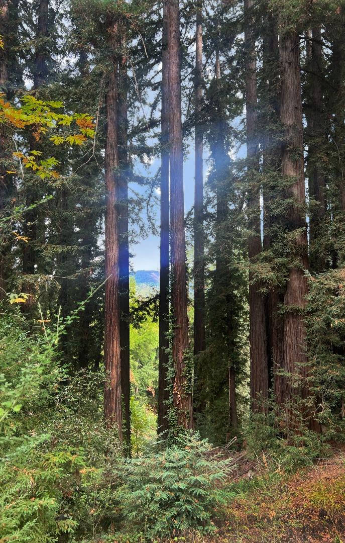 Detail Gallery Image 6 of 10 For 21578 Alma Ct, Los Gatos,  CA 95033 - – Beds | – Baths