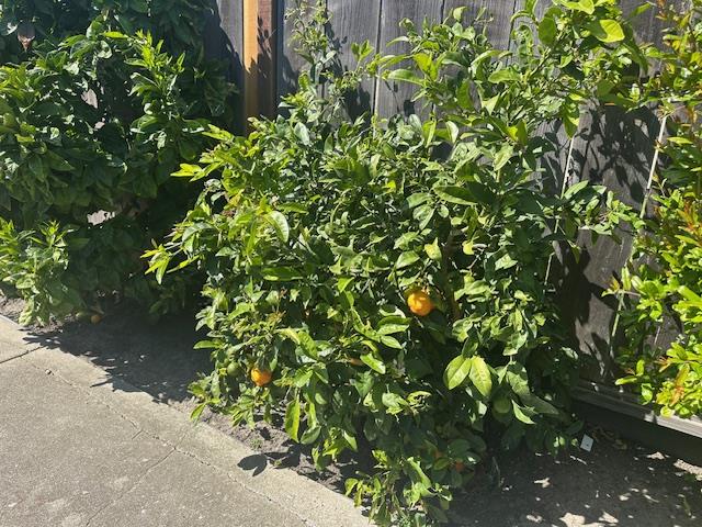 Detail Gallery Image 29 of 29 For 710 Campus Ave, Salinas,  CA 93901 - 4 Beds | 2 Baths