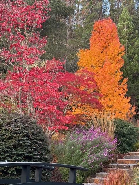 Detail Gallery Image 46 of 47 For 160 Phillip Rd, Woodside,  CA 94062 - 5 Beds | 5/1 Baths