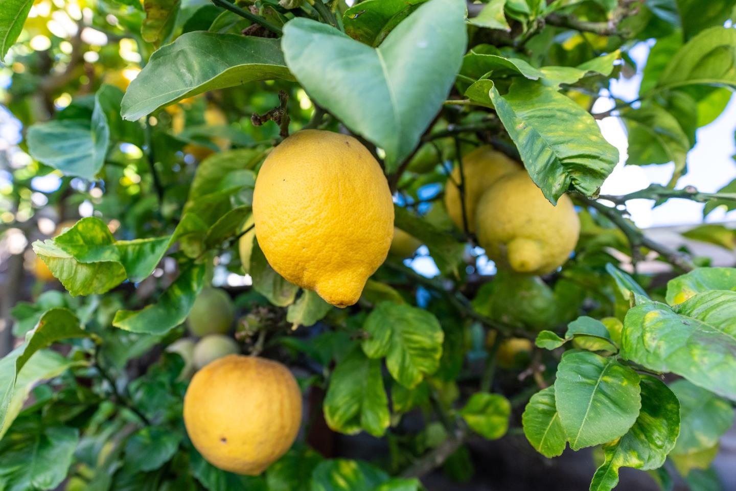 Detail Gallery Image 12 of 20 For 930 Rosedale Ave #68,  Capitola,  CA 95010 - 2 Beds | 1 Baths