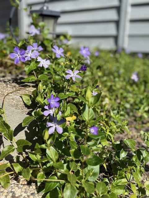 Detail Gallery Image 17 of 17 For 354 San Miguel Canyon Rd, Royal Oaks,  CA 95076 - 3 Beds | 3 Baths