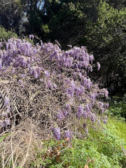 Detail Gallery Image 21 of 22 For 354 San Miguel Canyon Rd, Royal Oaks,  CA 95076 - 3 Beds | 3 Baths