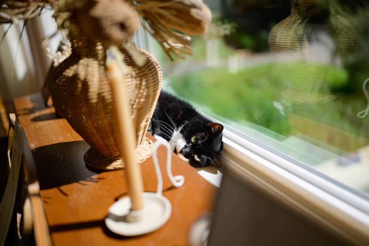 Detail Gallery Image 30 of 111 For 10735 Westwood Rd, Felton,  CA 95018 - 4 Beds | 2 Baths