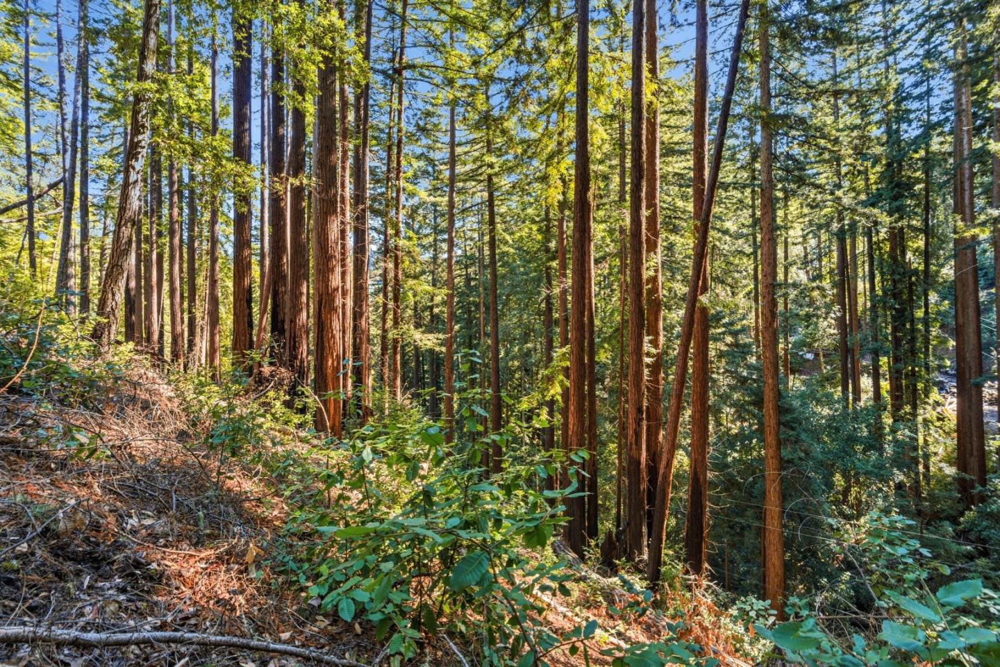 Detail Gallery Image 16 of 27 For 0 Forest Way, Brookdale,  CA 95007 - – Beds | – Baths