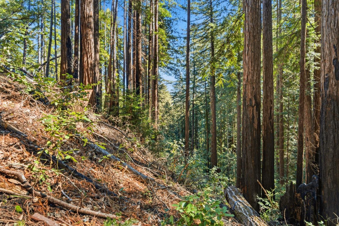 Detail Gallery Image 19 of 27 For 0 Forest Way, Brookdale,  CA 95007 - – Beds | – Baths