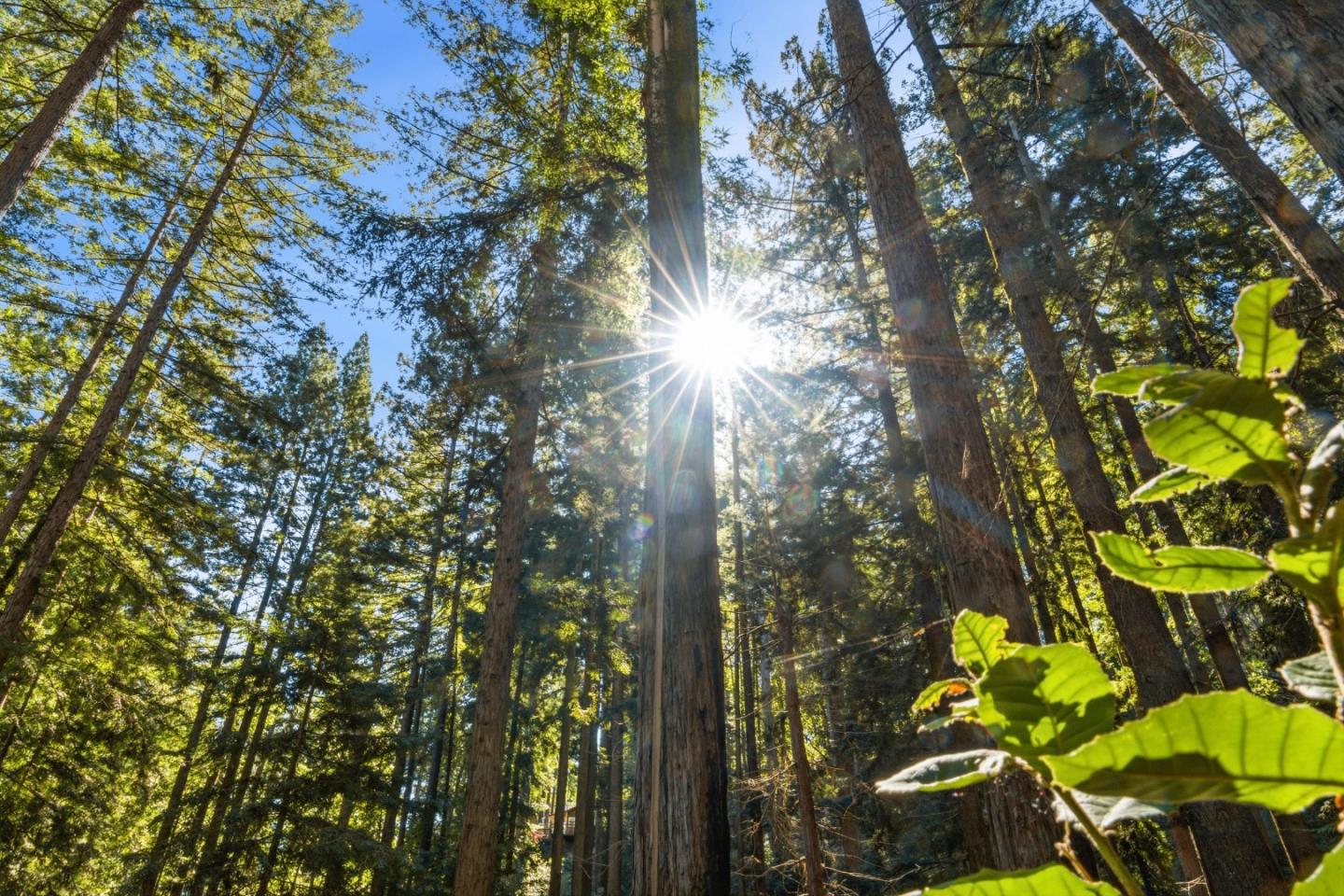 Detail Gallery Image 22 of 27 For 0 Forest Way, Brookdale,  CA 95007 - – Beds | – Baths