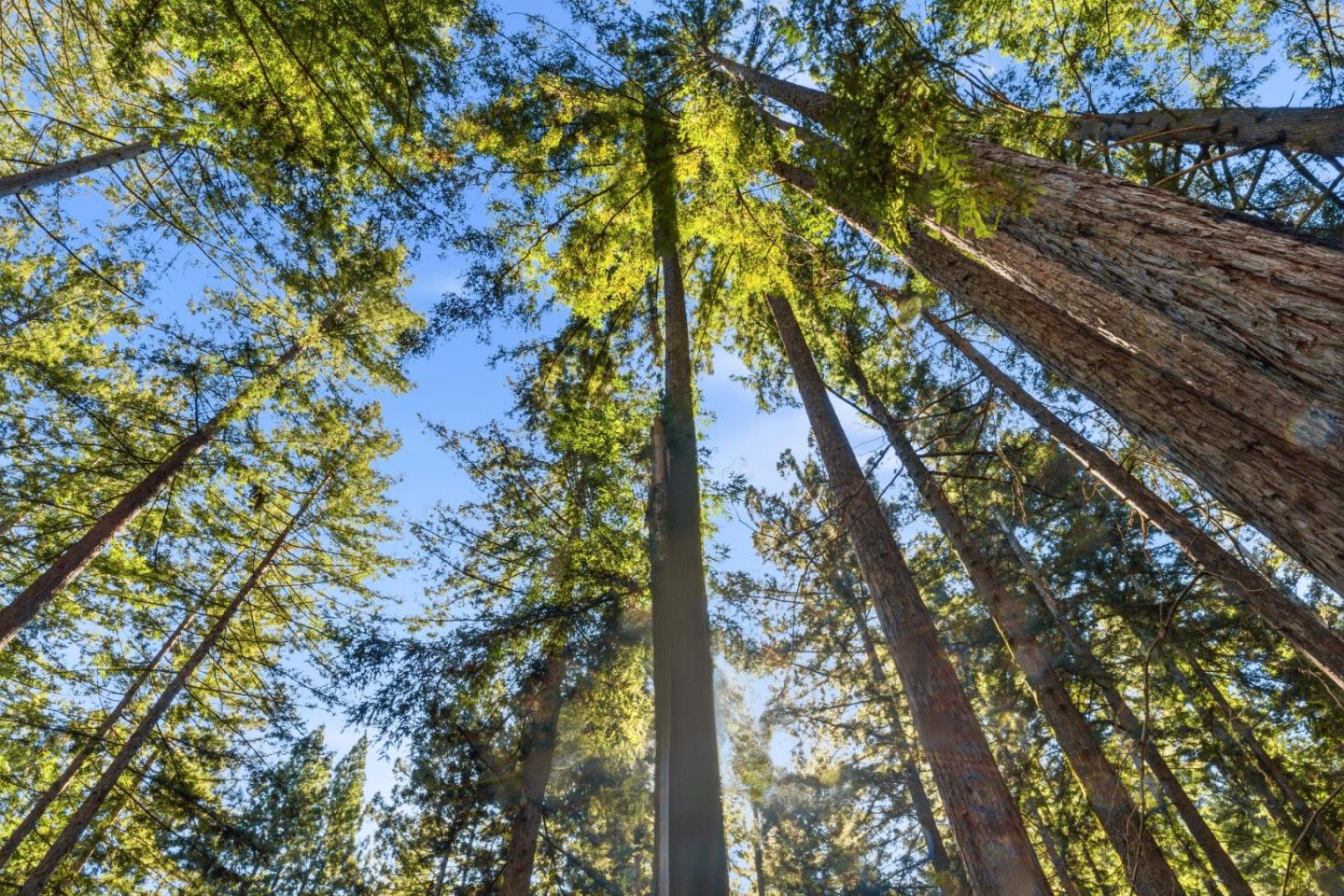 Detail Gallery Image 23 of 27 For 0 Forest Way, Brookdale,  CA 95007 - – Beds | – Baths