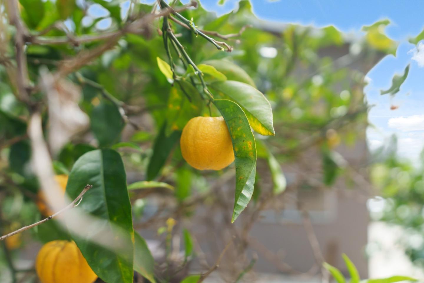 Detail Gallery Image 60 of 73 For 5493 Ball Dr, Soquel,  CA 95073 - 4 Beds | 2/1 Baths