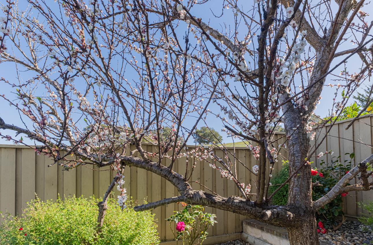 Detail Gallery Image 41 of 45 For 27312 Bavella Way, Salinas,  CA 93908 - 4 Beds | 2/1 Baths