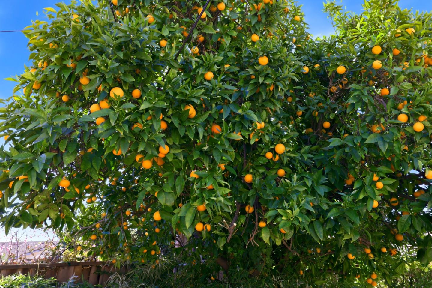 Detail Gallery Image 40 of 59 For 6852 Rainbow Dr, San Jose,  CA 95129 - 3 Beds | 2 Baths