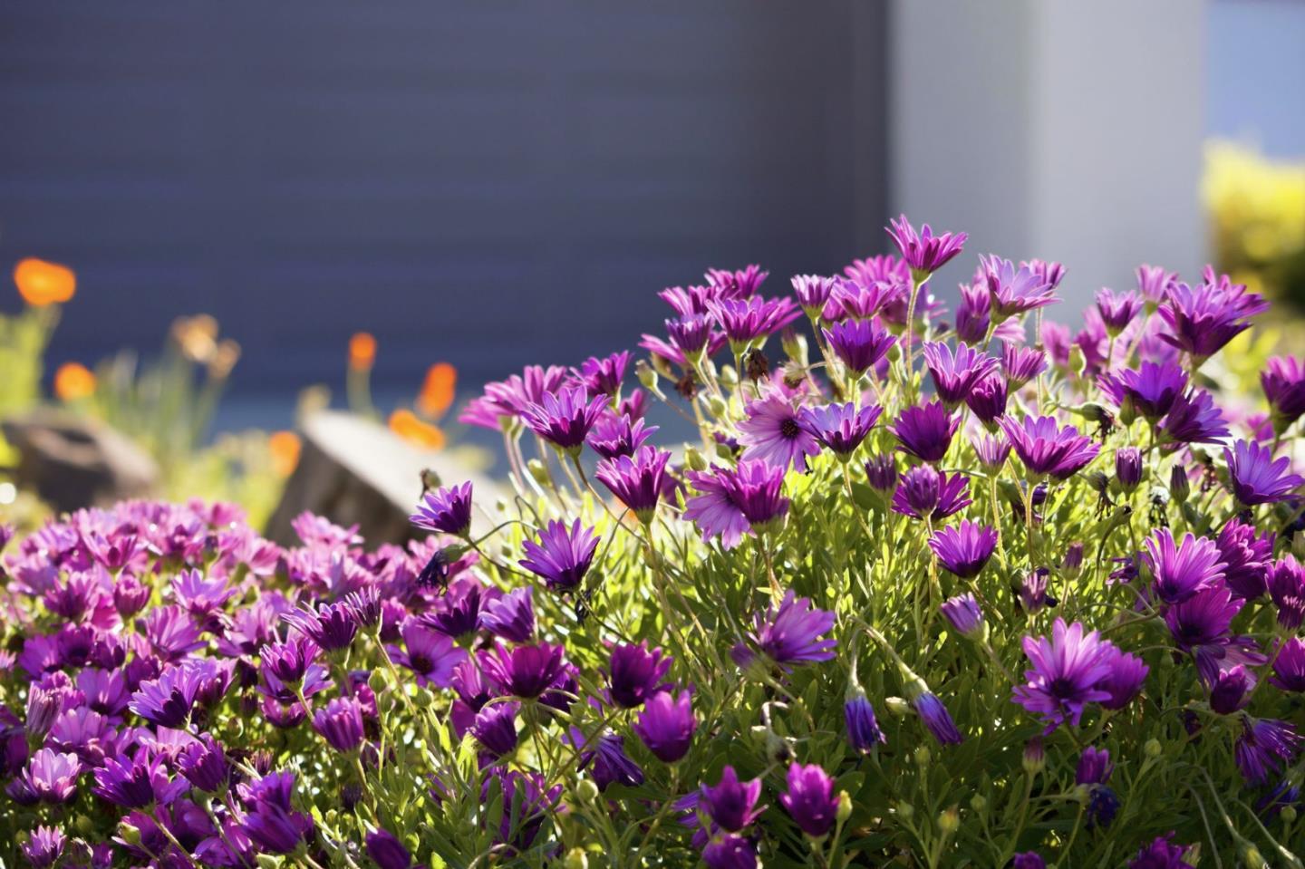 Detail Gallery Image 33 of 36 For 572 Seahorse Ln, Redwood Shores,  CA 94065 - 3 Beds | 2 Baths