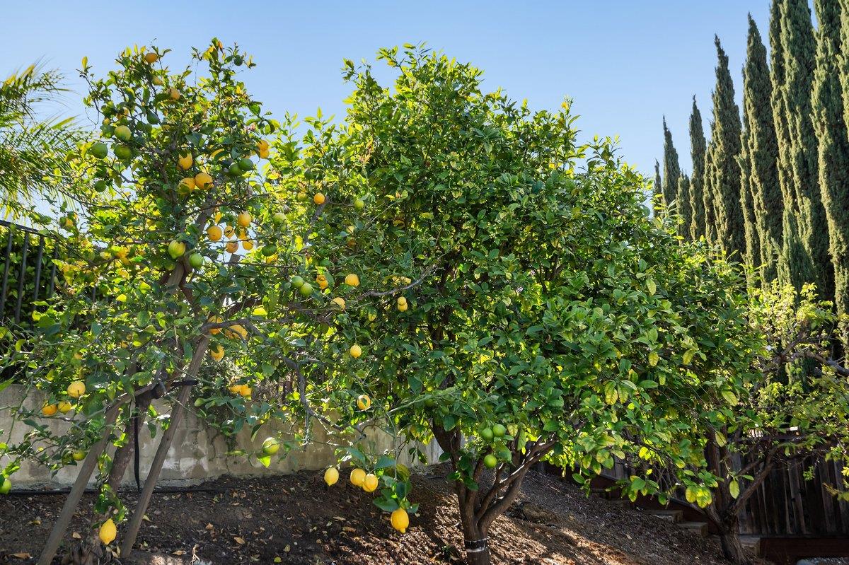 Detail Gallery Image 83 of 103 For 2231 Quail Bluff Ct, San Jose,  CA 95121 - 4 Beds | 4 Baths