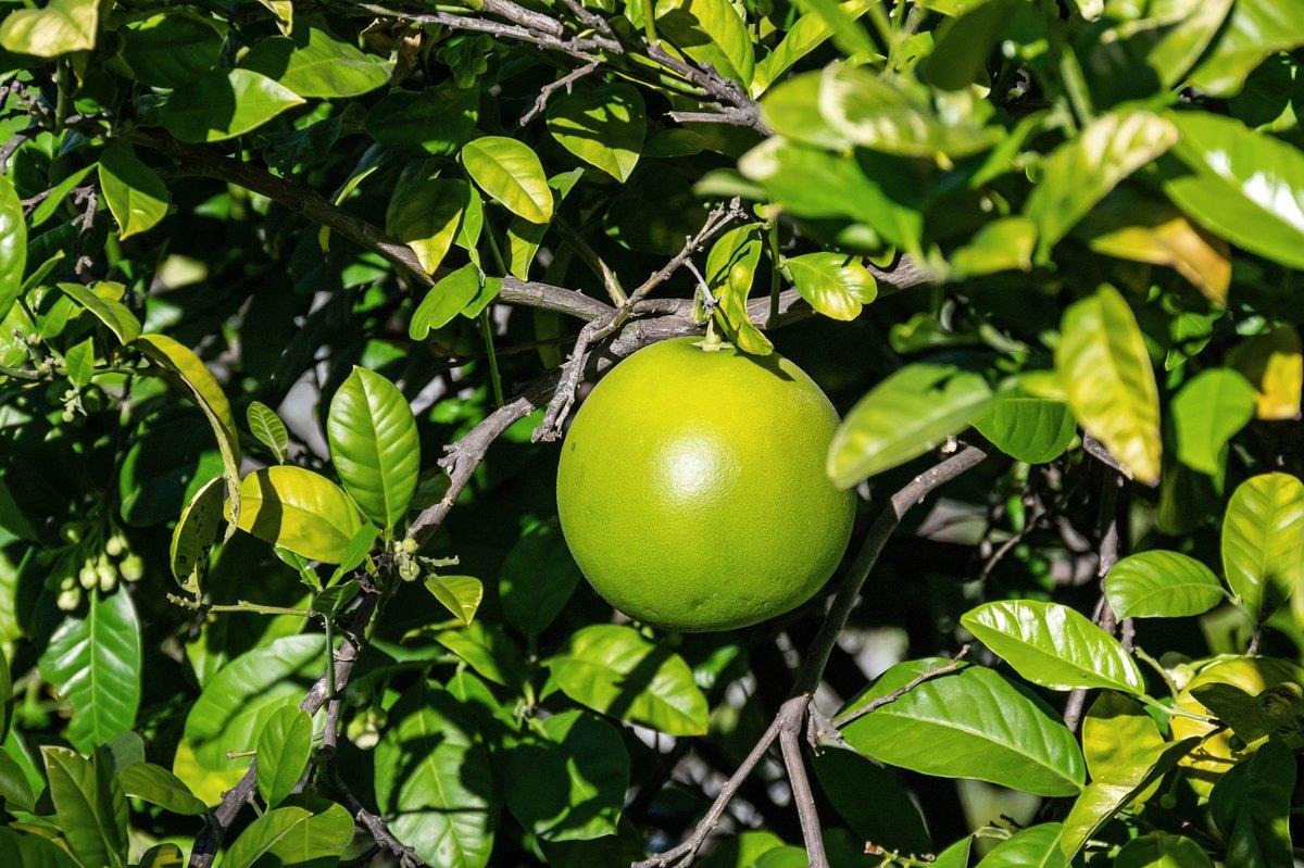 Detail Gallery Image 84 of 103 For 2231 Quail Bluff Ct, San Jose,  CA 95121 - 4 Beds | 4 Baths