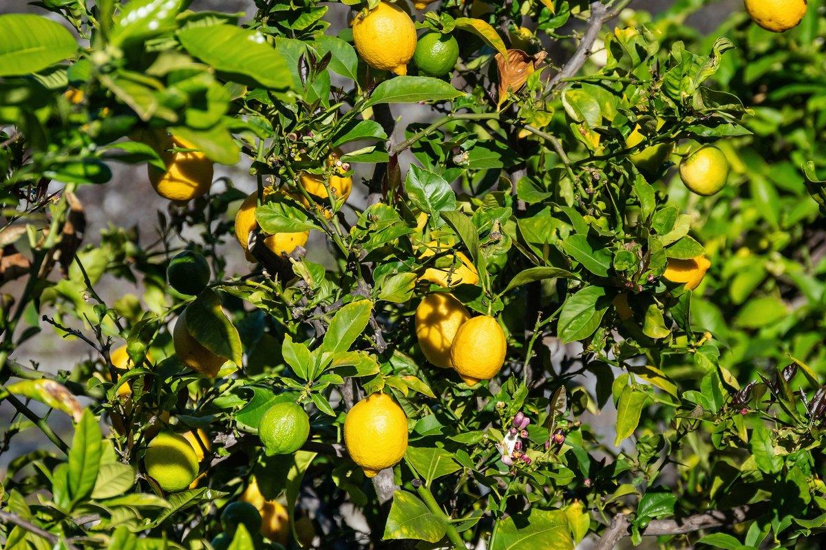 Detail Gallery Image 85 of 103 For 2231 Quail Bluff Ct, San Jose,  CA 95121 - 4 Beds | 4 Baths