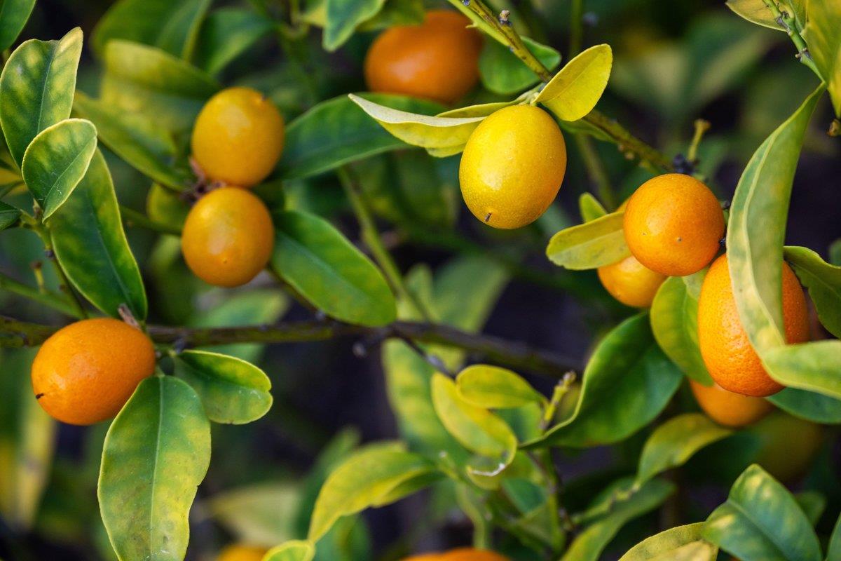 Detail Gallery Image 86 of 103 For 2231 Quail Bluff Ct, San Jose,  CA 95121 - 4 Beds | 4 Baths