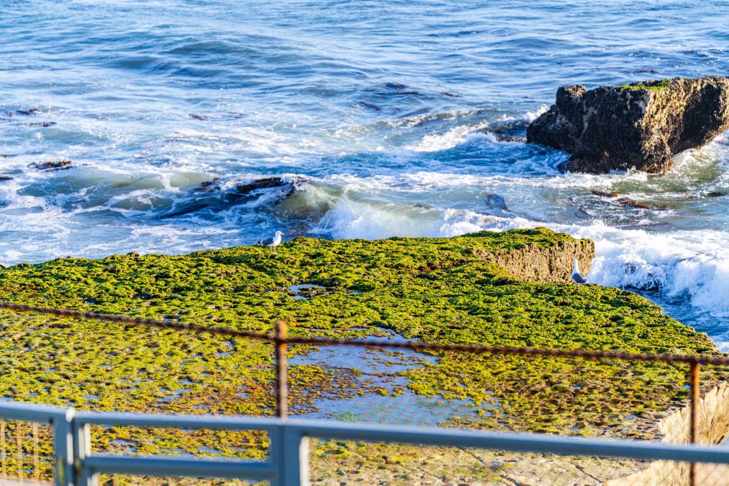 Detail Gallery Image 60 of 62 For 9 Rockview Dr, Santa Cruz,  CA 95062 - 4 Beds | 3 Baths