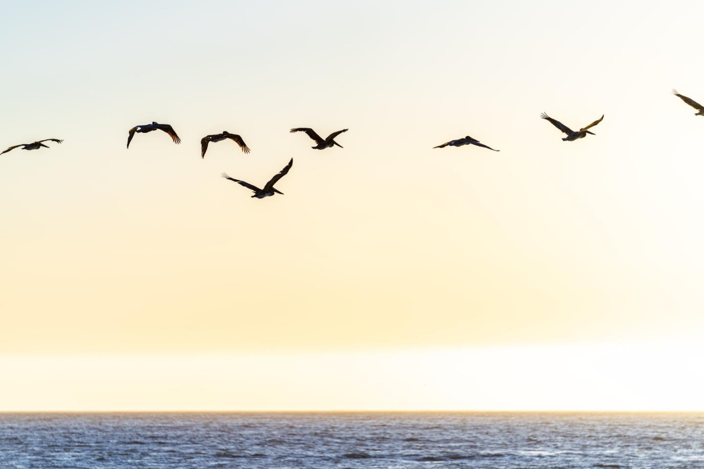 Detail Gallery Image 61 of 62 For 9 Rockview Dr, Santa Cruz,  CA 95062 - 4 Beds | 3 Baths