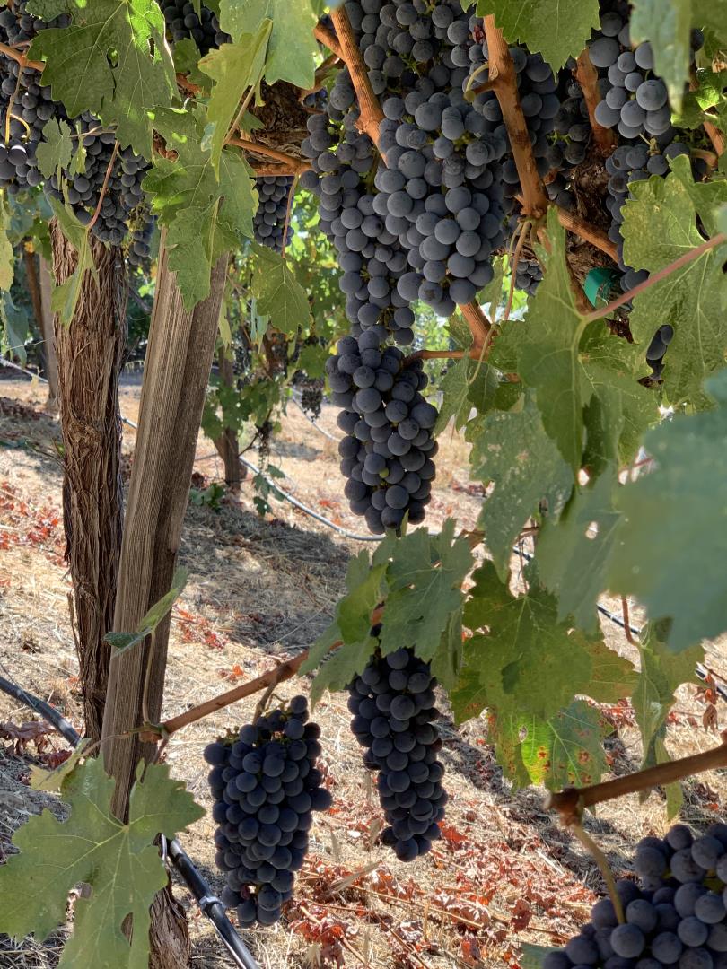 Detail Gallery Image 91 of 94 For 25220 Quail Ridge Rd, Los Gatos,  CA 95033 - 5 Beds | 3/1 Baths