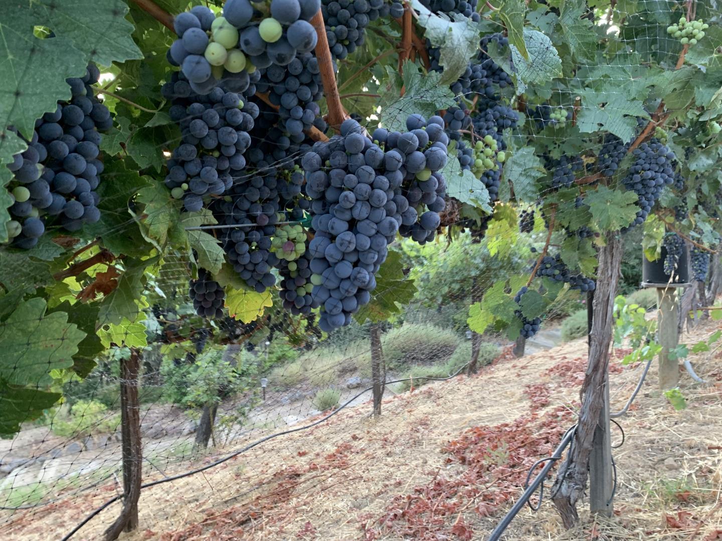 Detail Gallery Image 92 of 94 For 25220 Quail Ridge Rd, Los Gatos,  CA 95033 - 5 Beds | 3/1 Baths