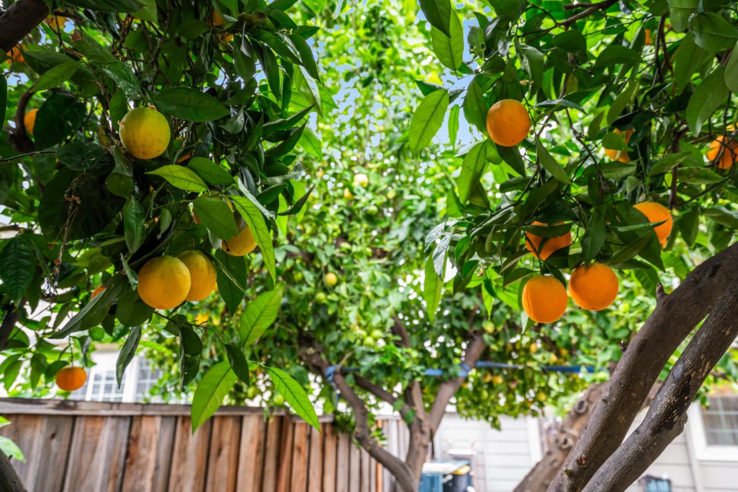 Detail Gallery Image 29 of 35 For 2456 Kenoga Dr, San Jose,  CA 95121 - 4 Beds | 2/1 Baths