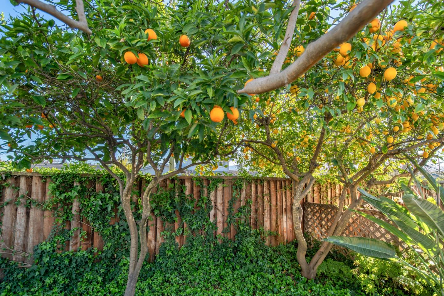 Detail Gallery Image 46 of 50 For 1596 Bonnie Joy Ave, San Jose,  CA 95129 - 3 Beds | 2 Baths