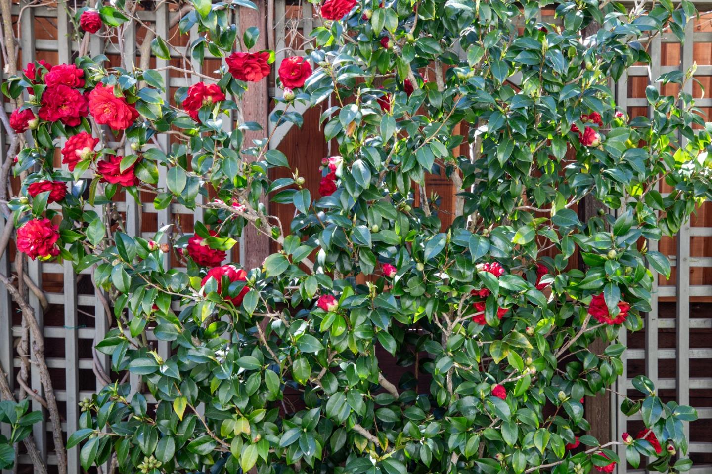 Detail Gallery Image 26 of 29 For 1331 Hoover St, Menlo Park,  CA 94025 - 3 Beds | 2/1 Baths