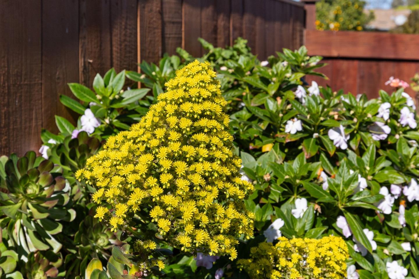 Detail Gallery Image 46 of 74 For 239 Prague St, San Mateo,  CA 94401 - 3 Beds | 2 Baths