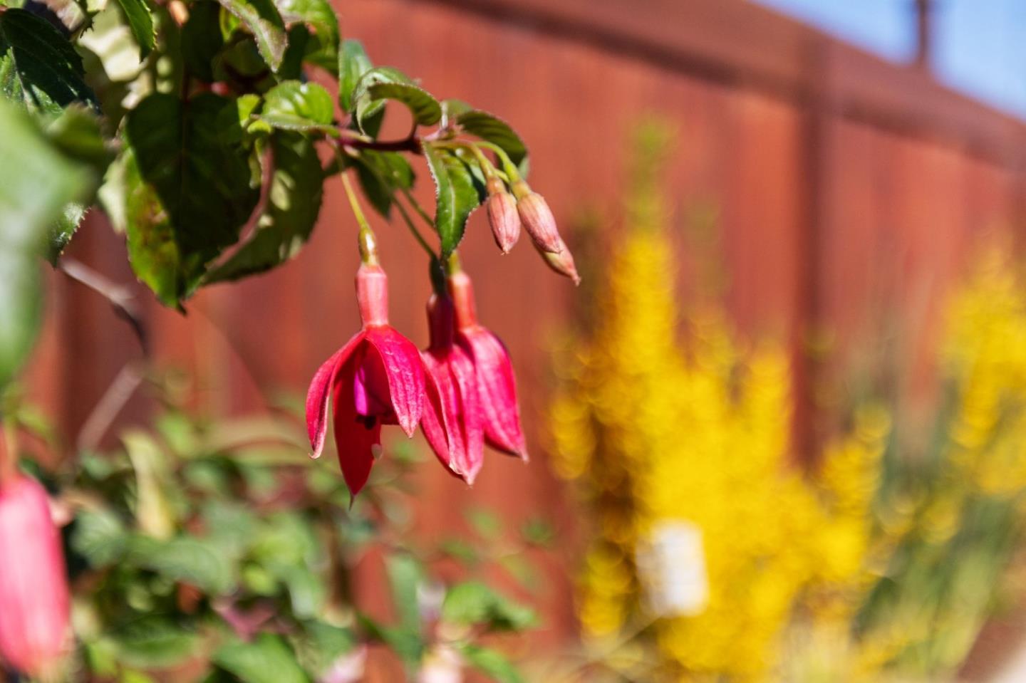 Detail Gallery Image 48 of 74 For 239 Prague St, San Mateo,  CA 94401 - 3 Beds | 2 Baths