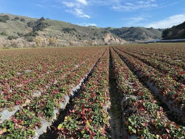 Detail Gallery Image 10 of 18 For 0 Murphy Hill Rd, Watsonville,  CA 95076 - – Beds | – Baths