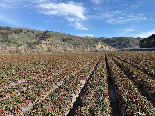 Detail Gallery Image 13 of 18 For 0 Murphy Hill Rd, Watsonville,  CA 95076 - – Beds | – Baths